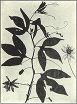 Maypop. Passiflora incarnata L. 
