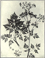Poison Hemlock. Conium maculatum L.