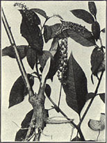 Pokeberry. Phytolacca americana L.