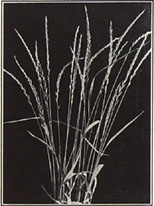 Quack Grass. Agropyron repens (B.) Beauv.