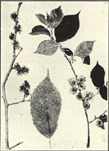 Slippery Elm. Ulmus fulva Michx.