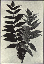 Smooth Sumac. Rhus glabra L.