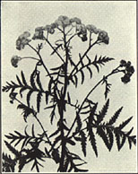 Tansy. Tanacetum vulgare L.