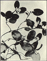 Trailing-Arbutus. Epigaea repens L.