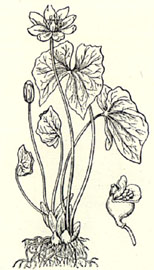 Twinleaf. Jeffersonia diphylla (L.) Pers.