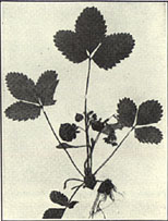 Virginia Strawberry. Fragaria virginiana Duchesne.