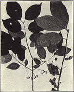 Wahoo. Euonymus atropurpureus Jacq.