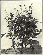 White Mustard. Brassica alba (L.) Boiss.