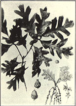 White Oak. Quercus alba L.