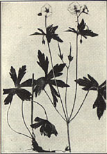 Wild Geranium. Geranium maculatum L.
