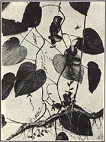 Wild Yam. Dioscorea villosa L.