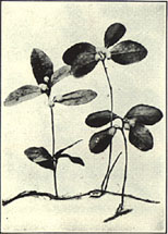 Wintergreen. Gaultheria procumbens L.