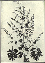 Wormwood. Artemisia absinthium L.