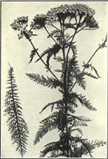 Yarrow. Achillea millefolium L.