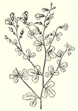 Yellow Wild-Indigo. Baptisia tinctoria (L.) R. Br.