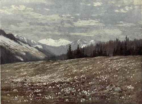 Crocus And Soldanella At Les Plans, With The Mountains Of Savoy In The Background. April