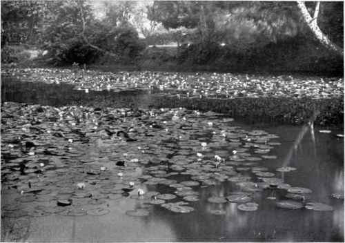 A Typical Floating Leaf Association