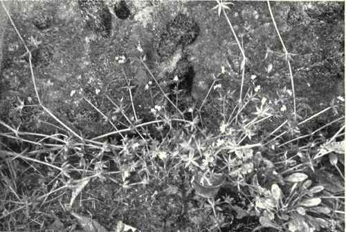 A little fungus, Puccinia bullata, attacks it. No insects infest it.