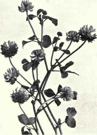Alsike Clover (Trifolium hybridum, L.)