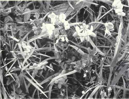 Bird's Foot Trefoil (Lotus corniculatus, L.)