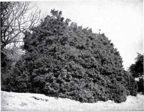 Box (Buxus sempervirens, L.)