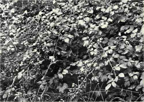 Bramble (Rubus fruticosus (= rusticanus, Merc.))