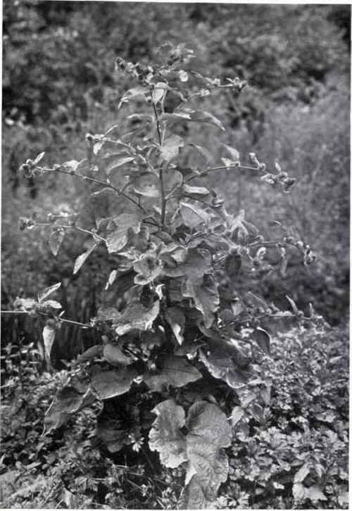 Burdock (Arctium minus, Bernh.)