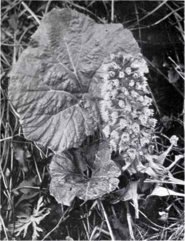 Butterbur (Petasites officinalis, Moench)