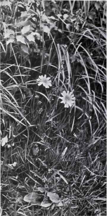 Chicory (Cirhorium Inlybus, L).