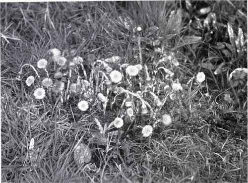 Coltsfoot (Tussilago Farfara, L.)