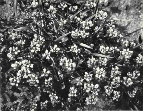 Common Scurvy Grass (Cochlearia officinalis, L.)