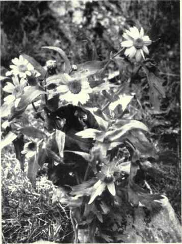 Corn Marigold (Chrysanthemum segetum, L.)