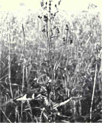 Corn Sow Thistle (Sonchus arvensis. L.)