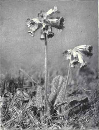 Cowslip (Primula veris, L.)