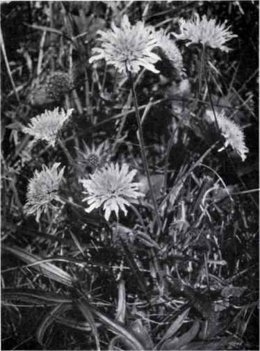 Field Scabious (Scabiosa arvensis, L.)