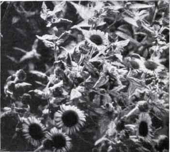 Fleabane (Pulicaria dysenterica, Gray)