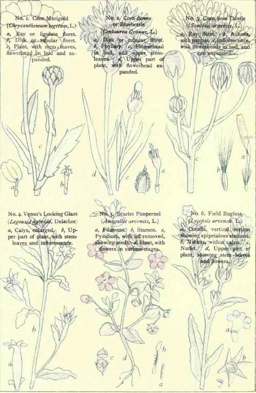 Flowers Of The Cornfields 1