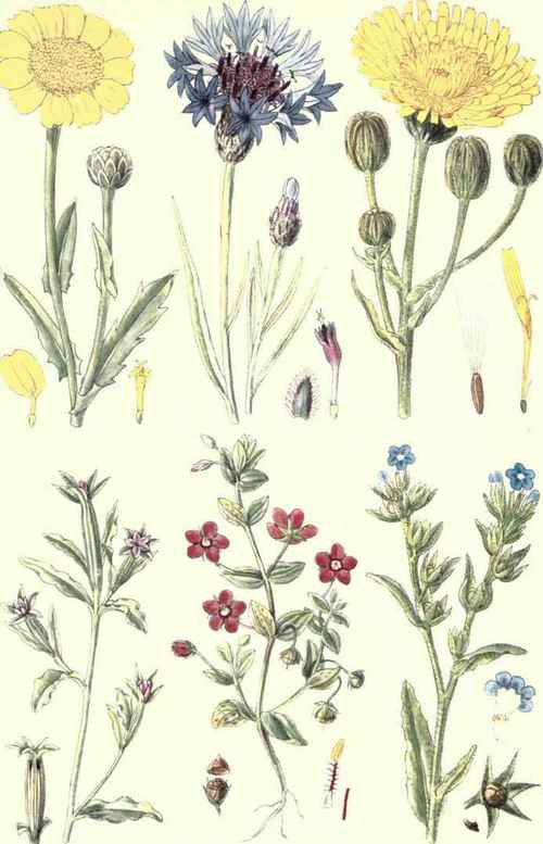 Flowers Of The Cornfields 1