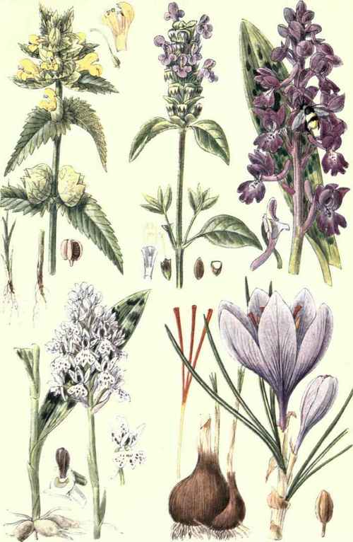 Flowers Of The Fields And Meadows 1