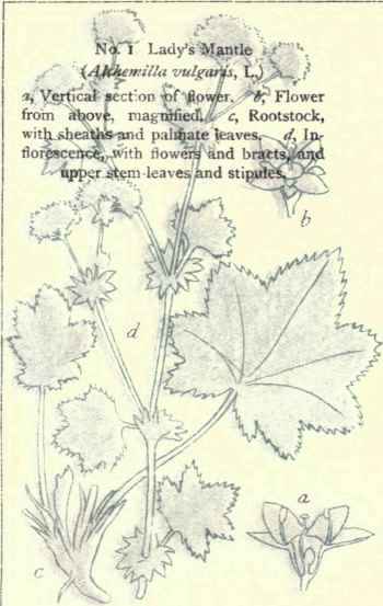 Flowers Of The Fields And Meadows 1