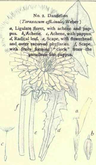 Flowers Of The Fields And Meadows 2