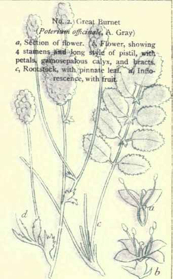 Flowers Of The Fields And Meadows 2