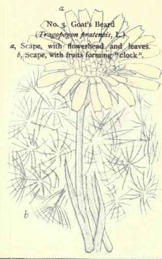 Flowers Of The Fields And Meadows 3
