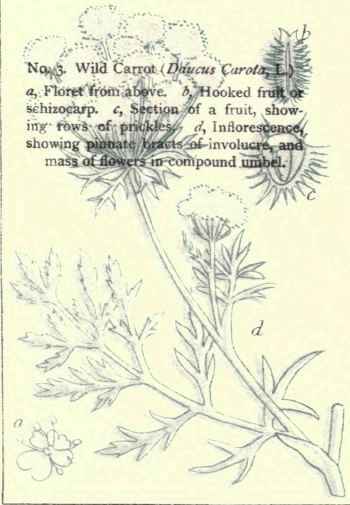 Flowers Of The Fields And Meadows 3