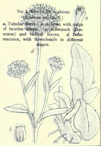 Flowers Of The Fields And Meadows 4