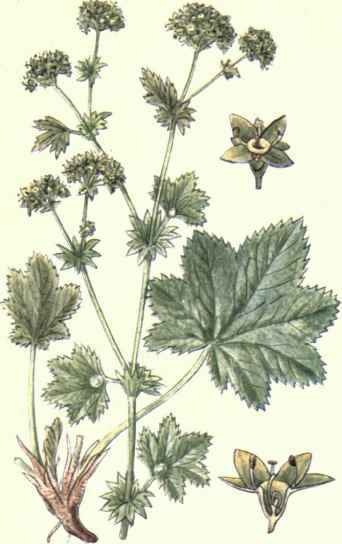 Flowers Of The Fields And Meadows 5