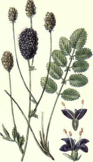 Flowers Of The Fields And Meadows 6