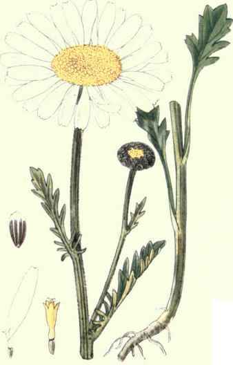 Flowers Of The Fields And Meadows 7