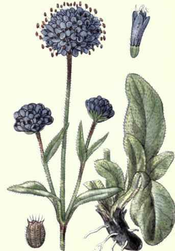 Flowers Of The Fields And Meadows 8