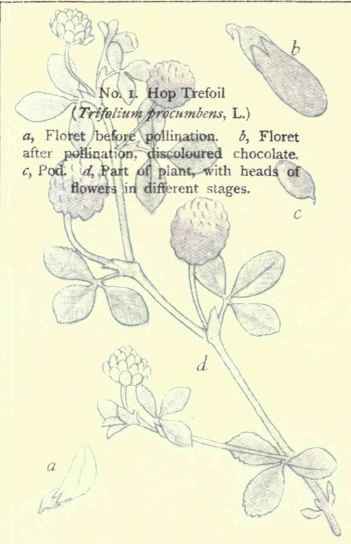 Flowers Of The Fields And Meadows Plate 1